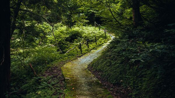 Sentiero nel bosco con luce morbida e atmosfera tranquilla